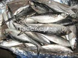 FROZEN FISH and FRESH FISH (mackerel,red fish,tilapia,herring,salmon,sadines, cod etc)