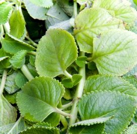 Herbs & Natural Remedies