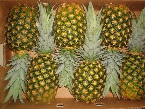 Philippines Golden Pineapple
