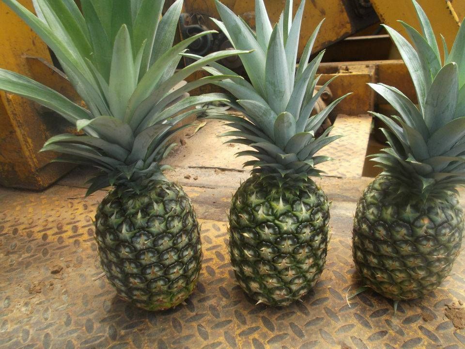 Philippines Golden Pineapple