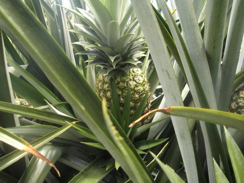 Philippines Golden Pineapple