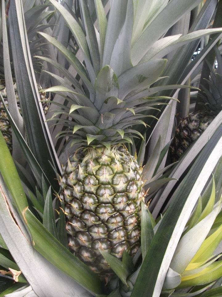 Philippines Golden Pineapple