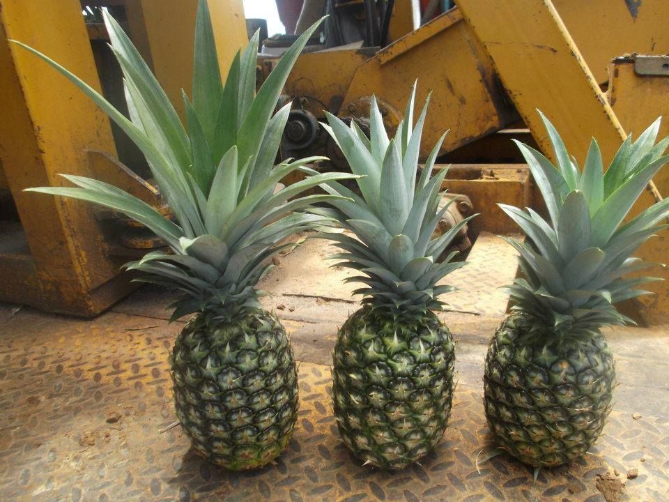 Philippines Golden Pineapple