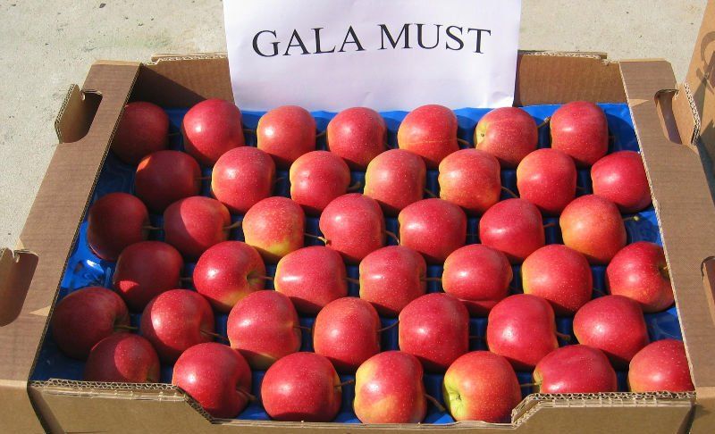 Fresh Apple / Gala Must Apple