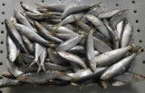 Whole Round Fresh Frozen Sardine for Bait