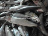 Light Catch Fresh Frozen Sardine (Round Sardinella)