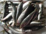 Bqf Frozen Whole Sardinella for Bait