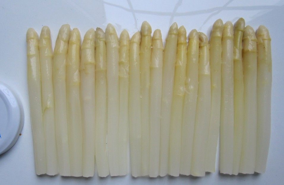 Canned White Asparagus 