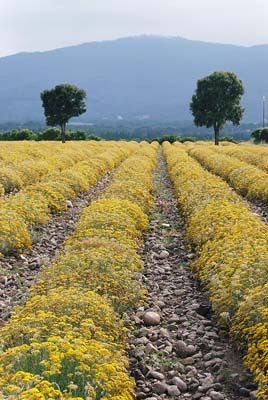 Helichrysum italicum