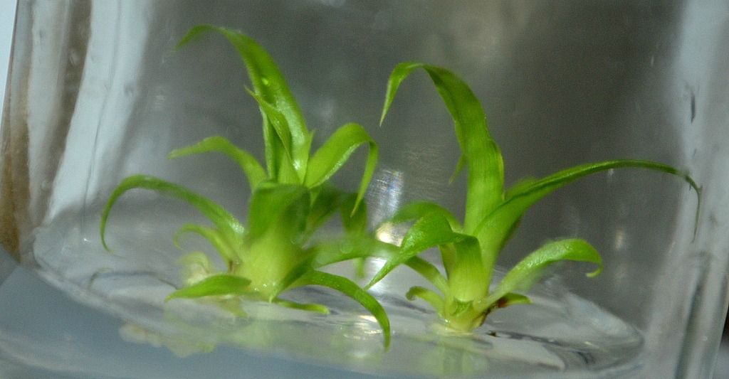 Various tissue culture plant seedlings