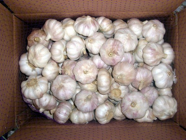 fresh garlic