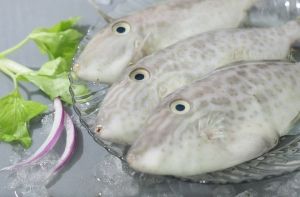 CA BO, octopus, MAhi Mahi fish