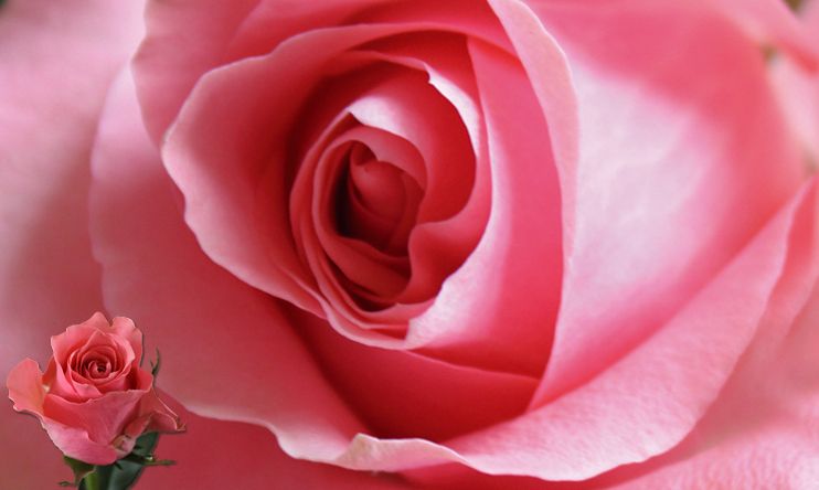 Fresh Cut Roses - Ace pink