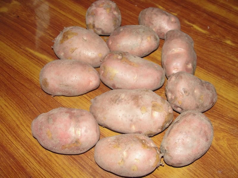 FRESH POTATO (GRANULA ROUND SHAPE)