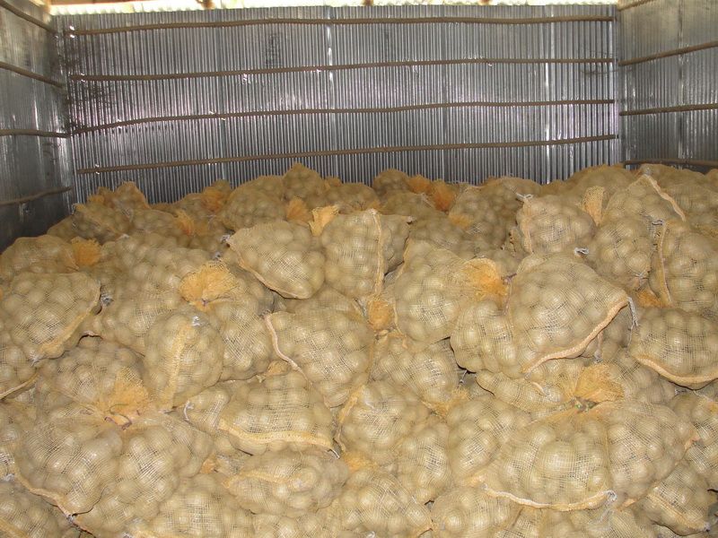 FRESH POTATO (GRANULA ROUND SHAPE)