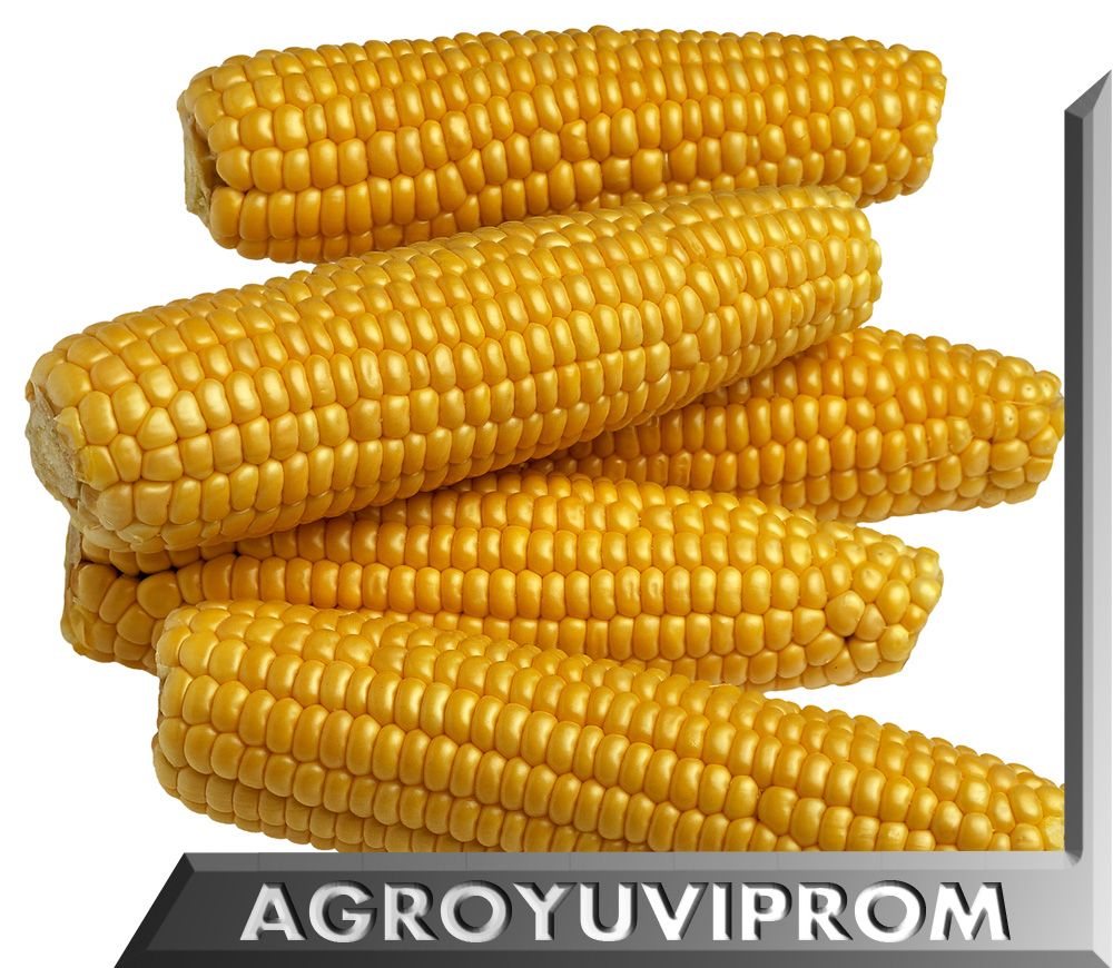 YELLOW CORN from UKRAINE Wholesale