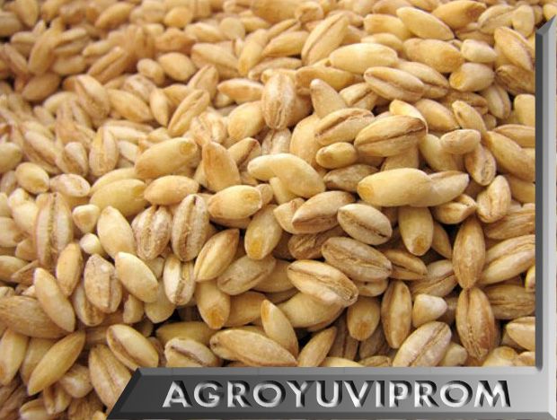 Hulled BARLEY from Ukraine Wholesale 2013