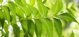 dried neem leaf