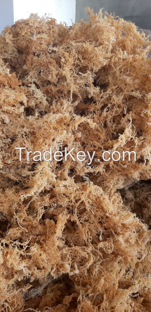 Purple sea moss from Vietnam// Phoebe: +84344010866