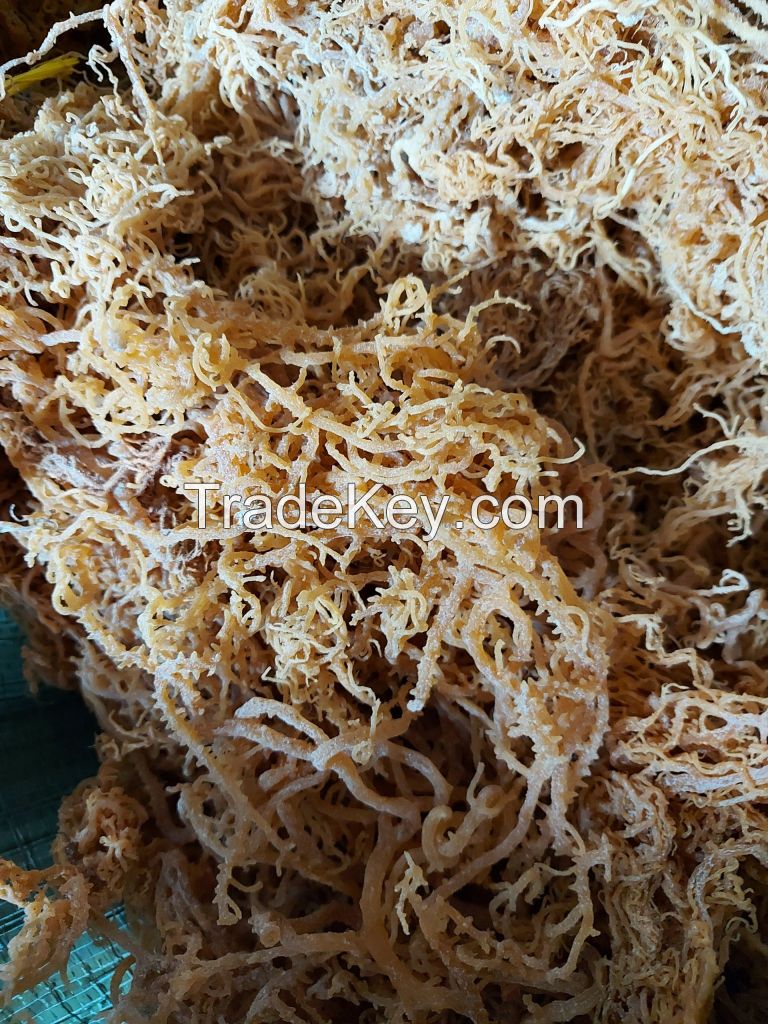 Purple sea moss from Vietnam// Phoebe: +84344010866