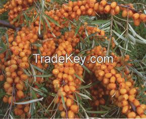 Seabuckthorn Seed Oil