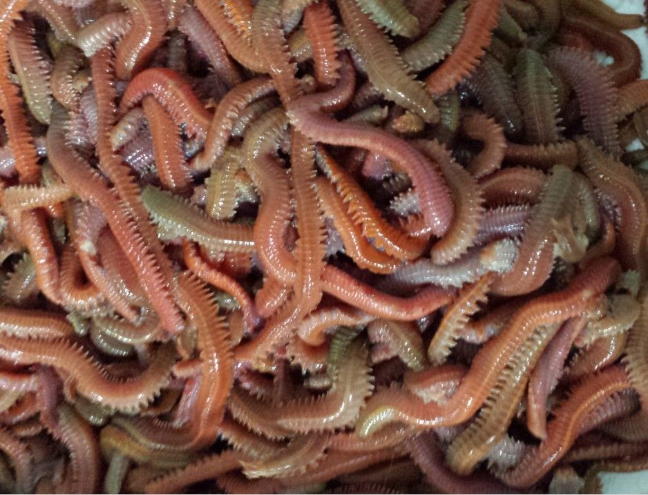 Live Red Lugworms By SHANG HAI YIXIN AQUATIC PRODUCT CO.,LTD.