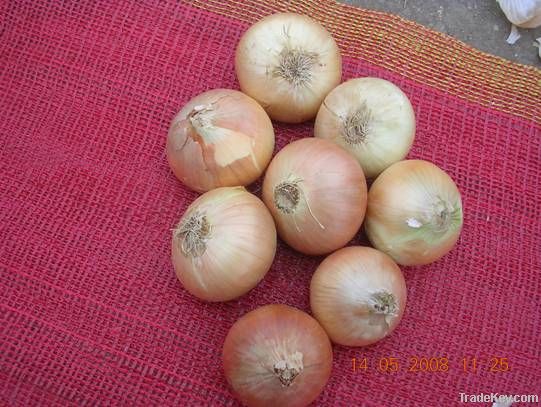 Onion ( Yellow - red - white )