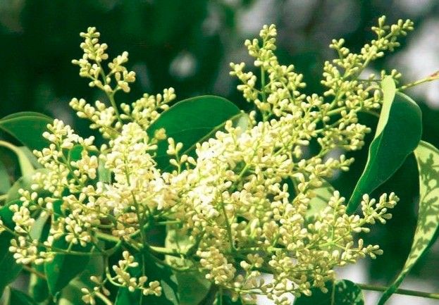 Oleanic acid, Fruits or leaves of the Oleaceae plants ligustrum lucidum