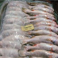 Frozen Fish & Frozen Sea food