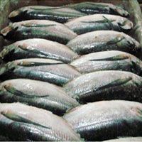 Frozen Fish & Frozen Sea food