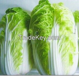 fresh Chinese cabbage