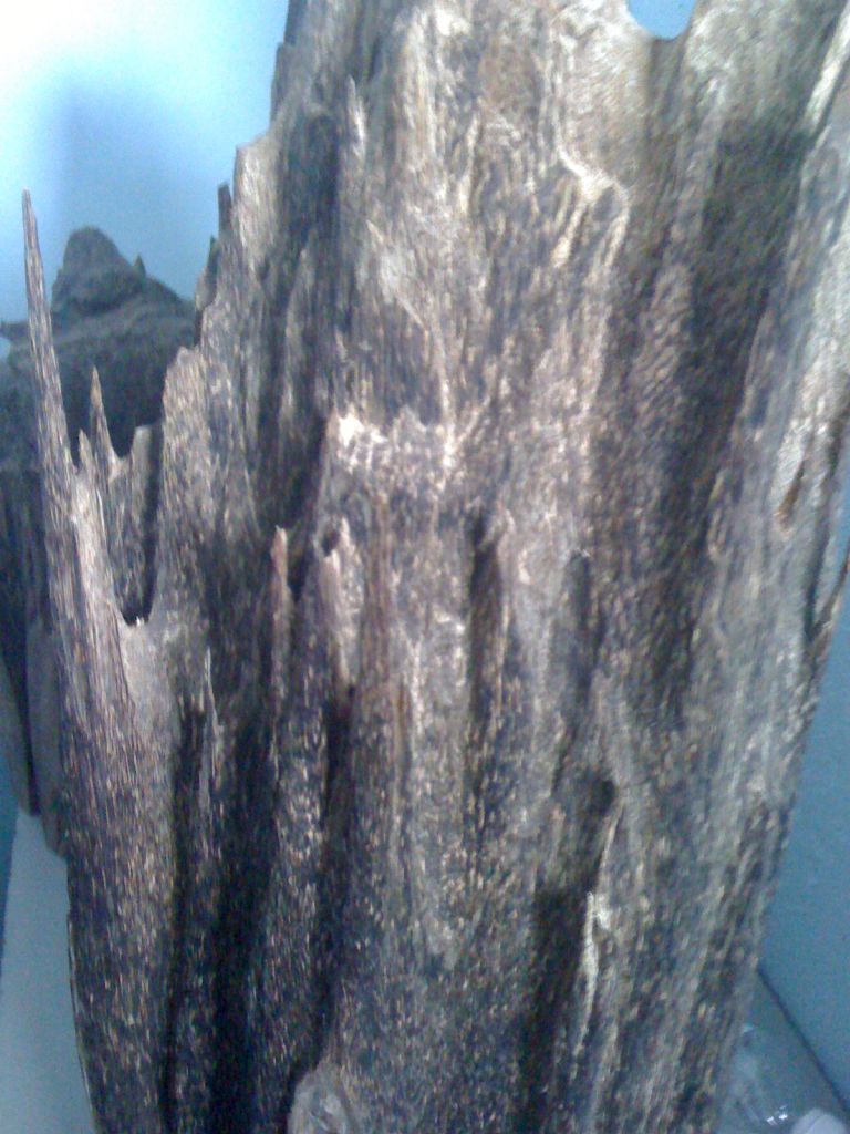 agarwood