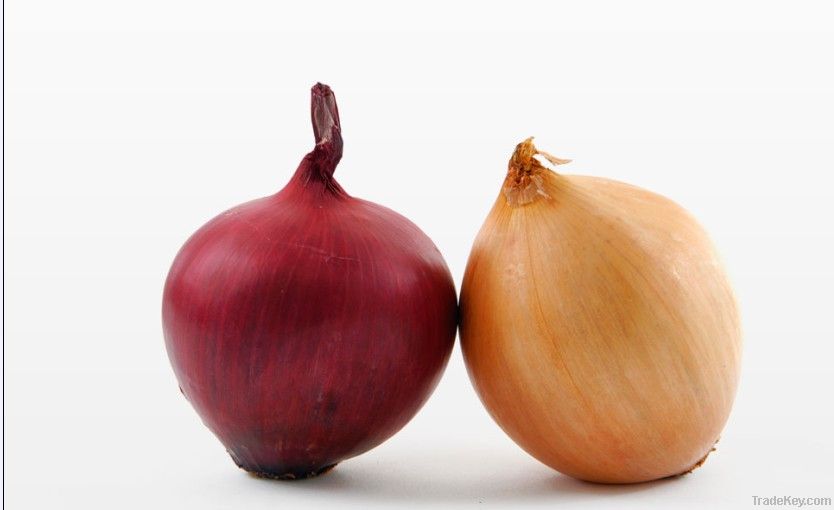 Fresh peeled onion