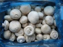 Grade A frozen Champignon Mushroom 