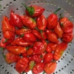 Bhut Jolokia "Ghost Chili Pepper" Seeds