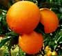 Fresh navel orange