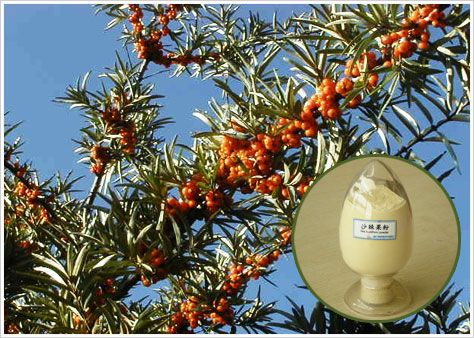 fruit juice powder---sea buckthorn