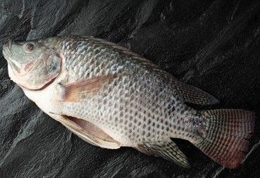 Tilapia gutted and scaled
