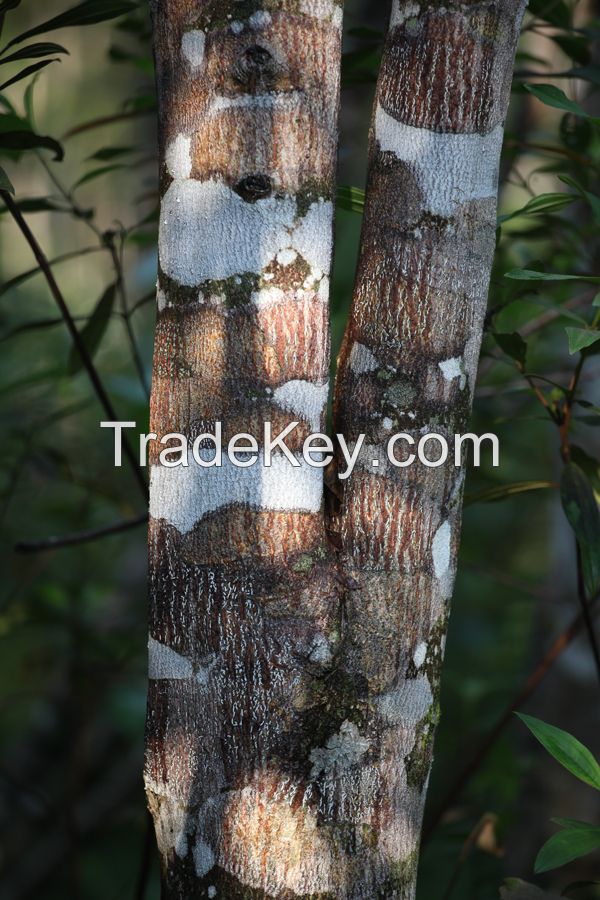 Resinous Agarwood Logs