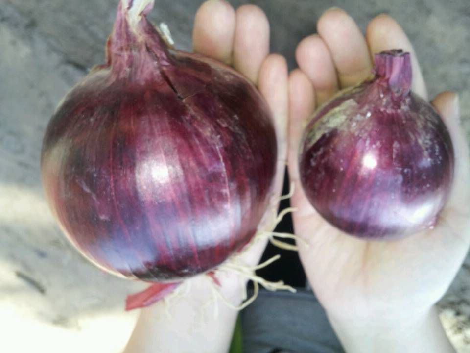 Fresh Red Onion