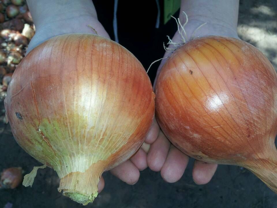 Brown Onion