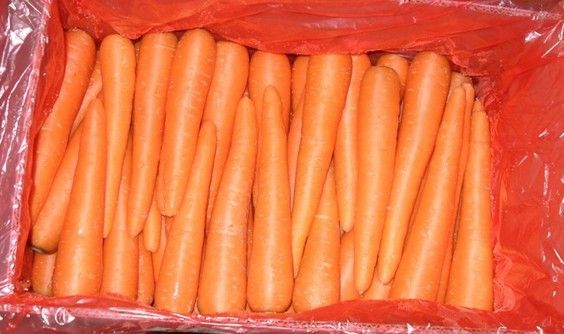 Carrot