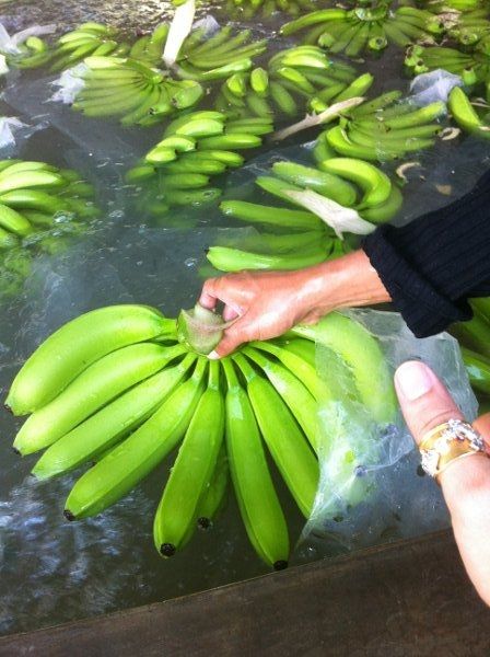 Fresh Cavendish Dole Del Monte Chiquita Premium Bananas