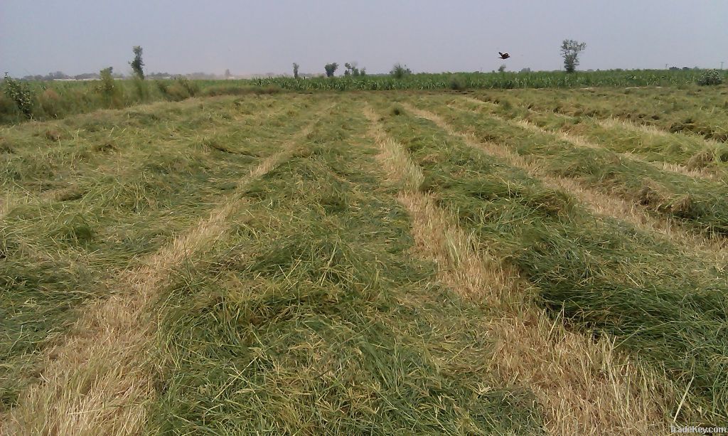 Rhodes grass