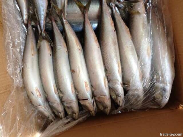 Frozen pacific mackerel