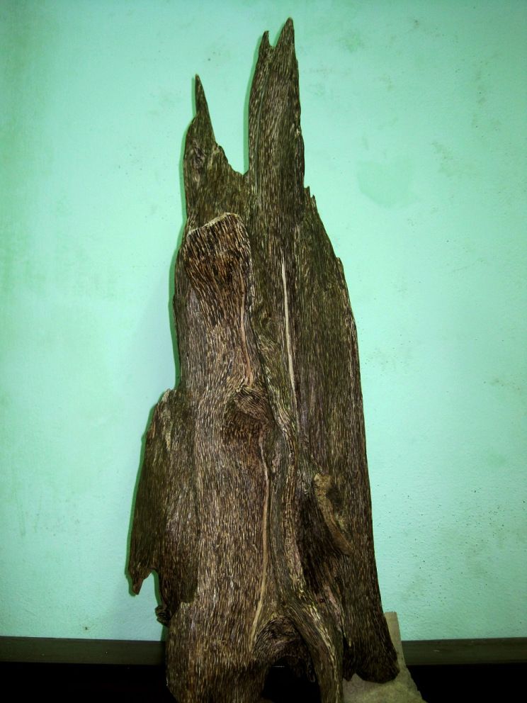 Agarwood