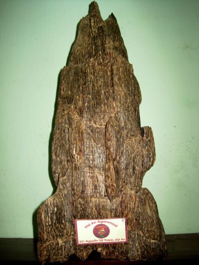 Agarwood