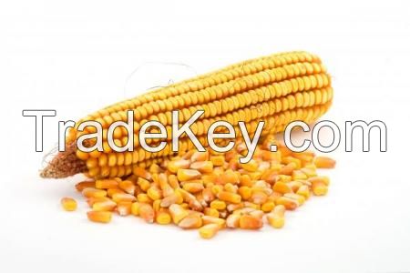 corn