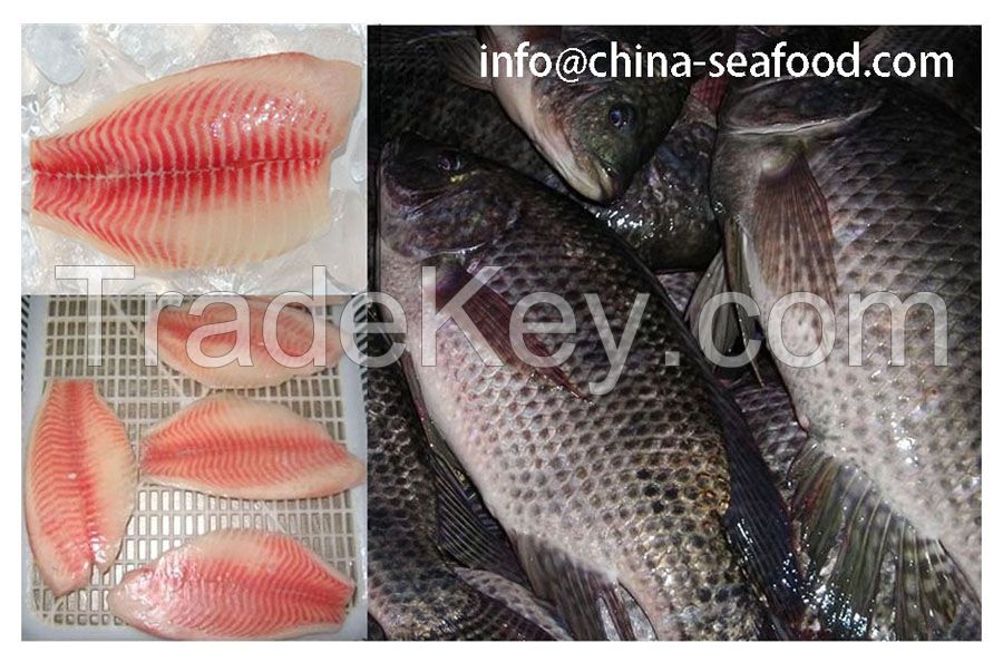 chinese supplier for all size frozen tilapia product 161101