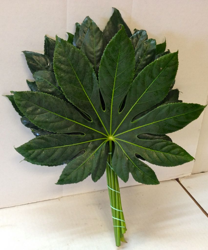 Aralia (Fatsia) Japonica